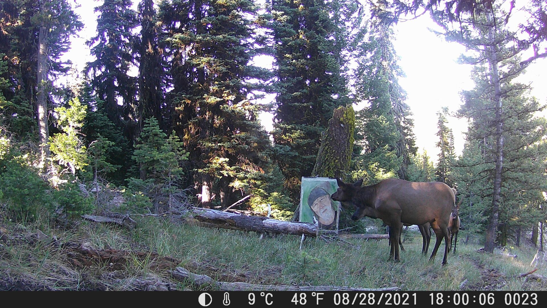 Elk.jpg